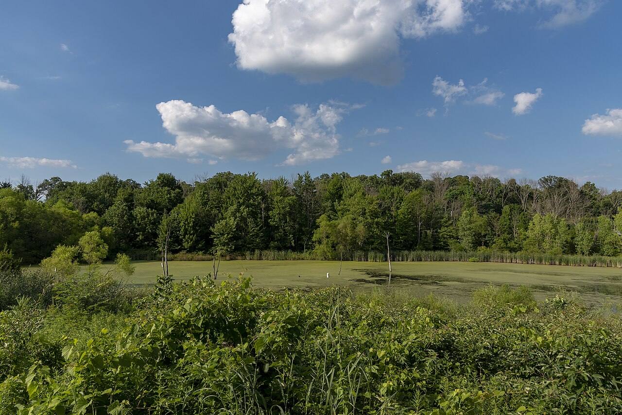 The wetland deck at Chestnut Ridge Metro Park