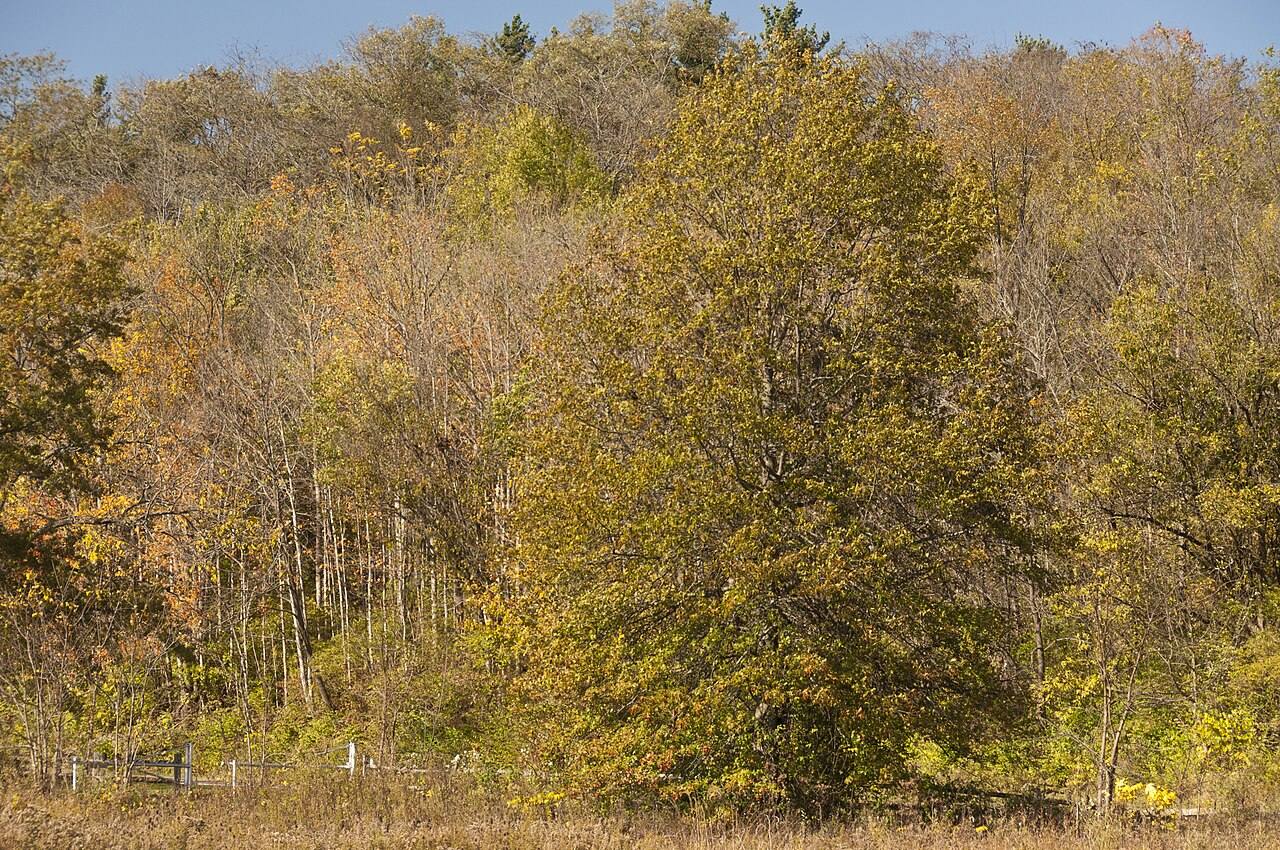 Darby Creek in the fall