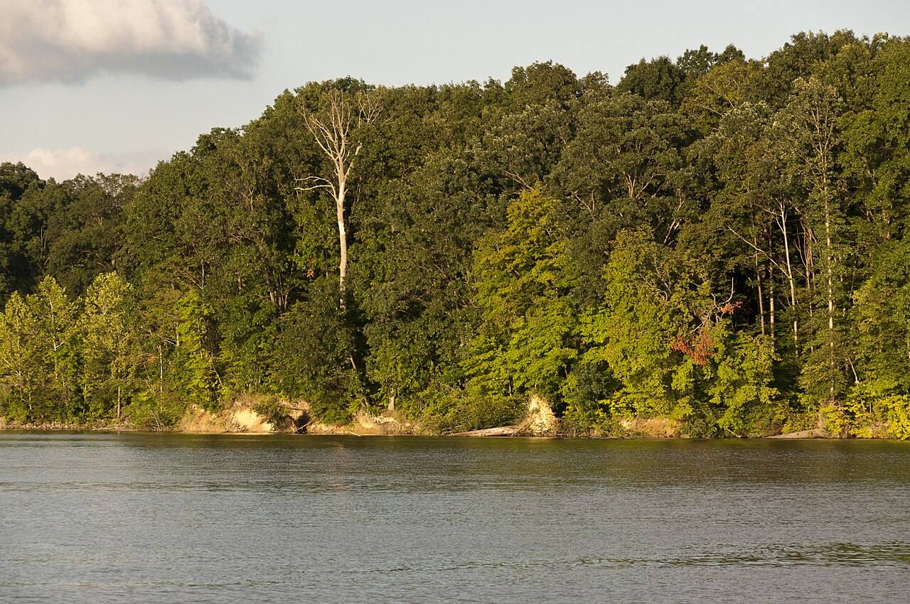 Woods around Alum Creek Lake